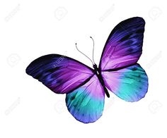 236x196 best purple butterfly tattoo images in beautiful - Purple Butterfly Drawing