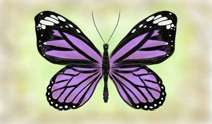427x250  - Purple Butterfly Drawing