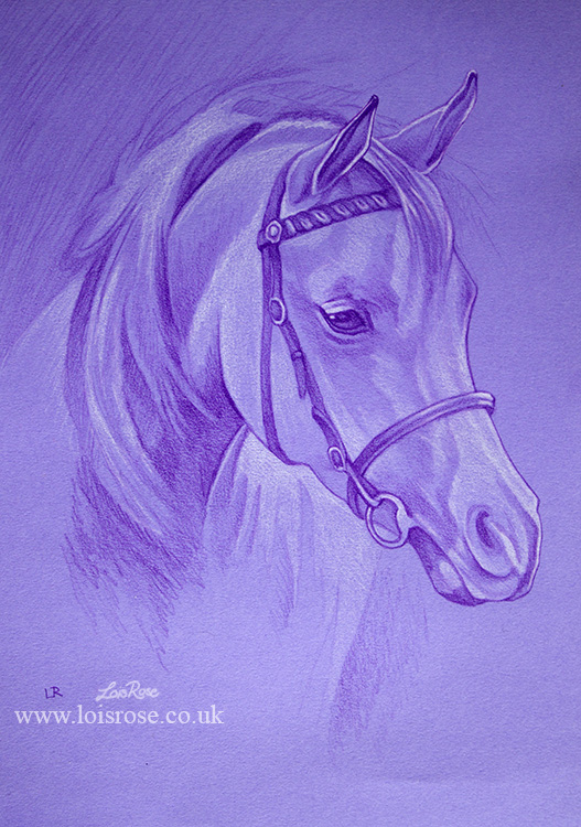 527x750 pencil sketch drawings lois rose fine art photography - Purple Drawings