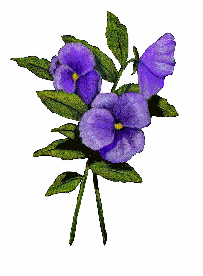 663x900 purple pansies on white drawing - Purple Drawings