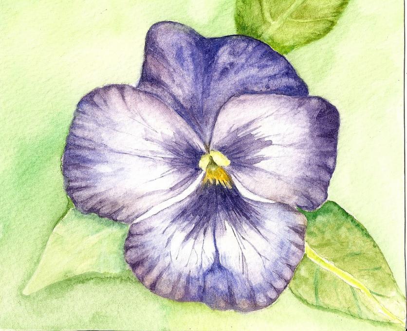 836x680 purple pansy flowers drawings pictures drawings ideas for kids - Purple Drawings