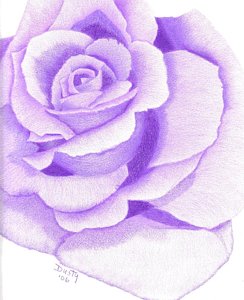 244x300 purple passion rose drawing - Purple Drawings