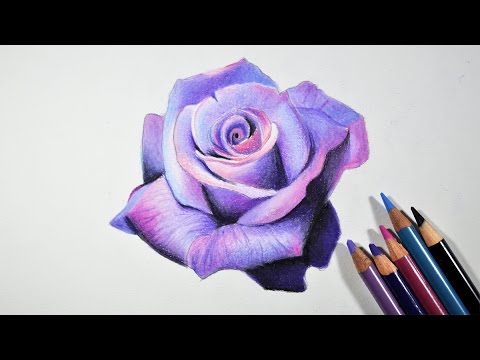 480x360 How To Draw A Lavender Rose - Purple Flower Drawing