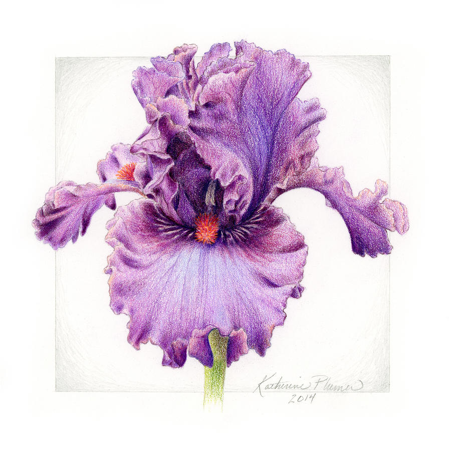 900x900 Iris Asian Plum Drawing - Purple Flower Drawing