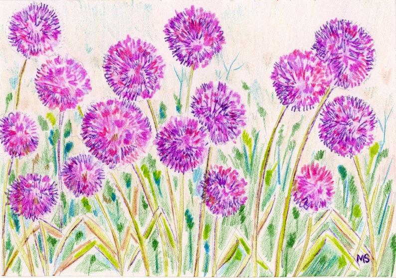 794x559 Allium Garden Flower Art Print Colored Pencil Ink Drawing Etsy - Purple Flower Drawing