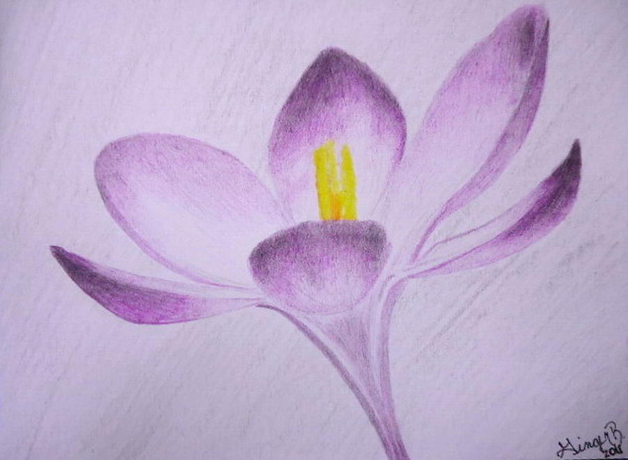 900x659 purple flower drawing - Purple Flower Drawing