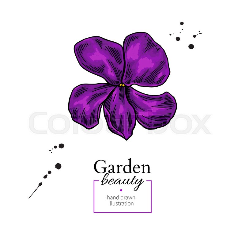 800x800 violet flower drawing vector hand stock vector colourbox - Purple Flower Drawing