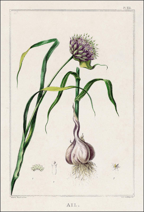 609x900 garlic, showing the purple flower drawing - Purple Flower Drawing