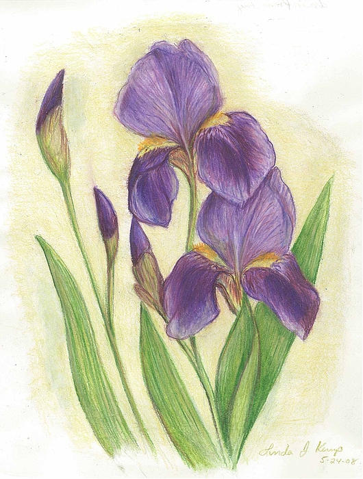 530x700 My Purple Irises Drawing - Purple Iris Drawing