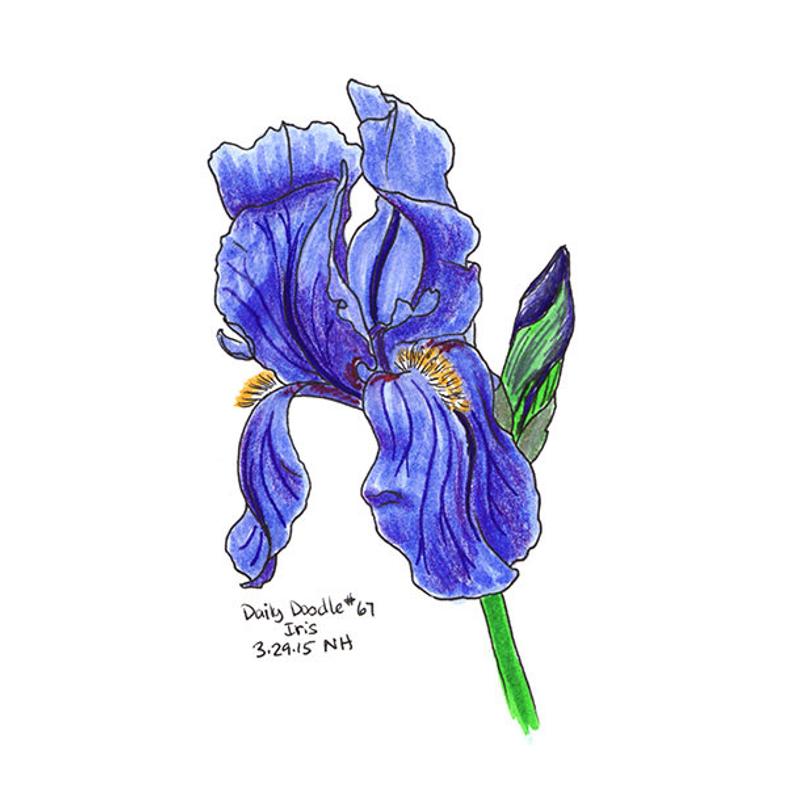 794x794 iris original artwork illustration daily doodle - Purple Iris Drawing