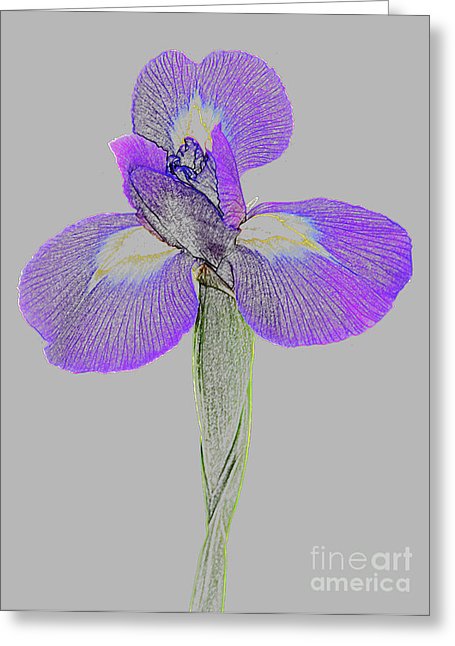 455x646 purple iris as coloured pencil drawing photograph - Purple Iris Drawing