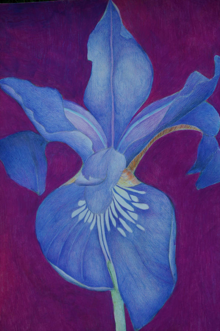 730x1095 purple iris colored pencil drawing - Purple Iris Drawing