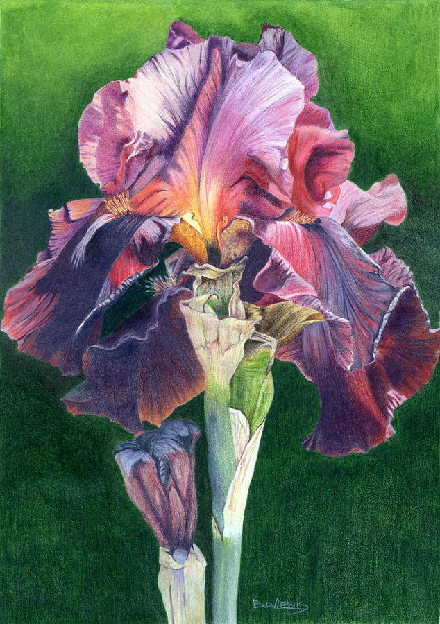 Purple Iris Drawing at Explore collection of