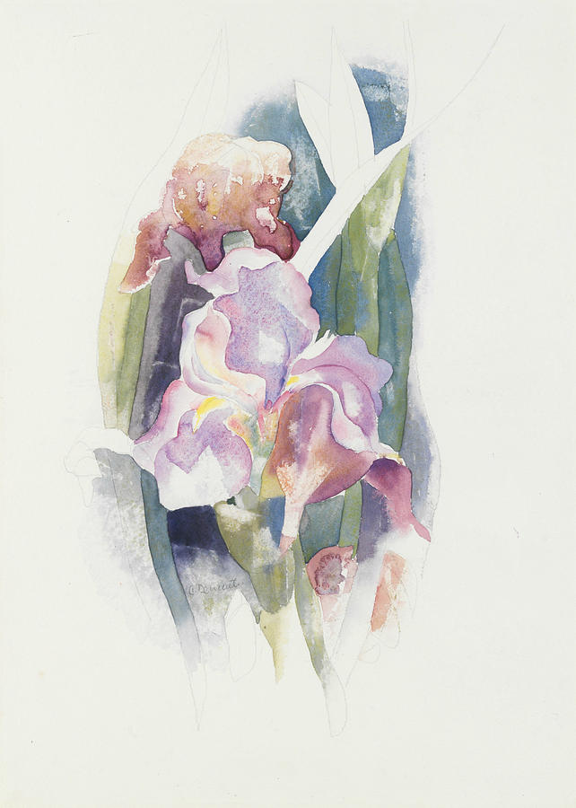 642x900 purple iris drawing - Purple Iris Drawing