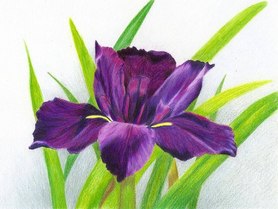 900x675 purple iris drawing - Purple Iris Drawing