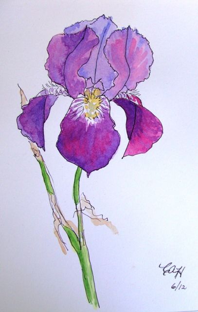407x640 purple iris drawing iris studies carolhughesart art, iris iris - Purple Iris Drawing