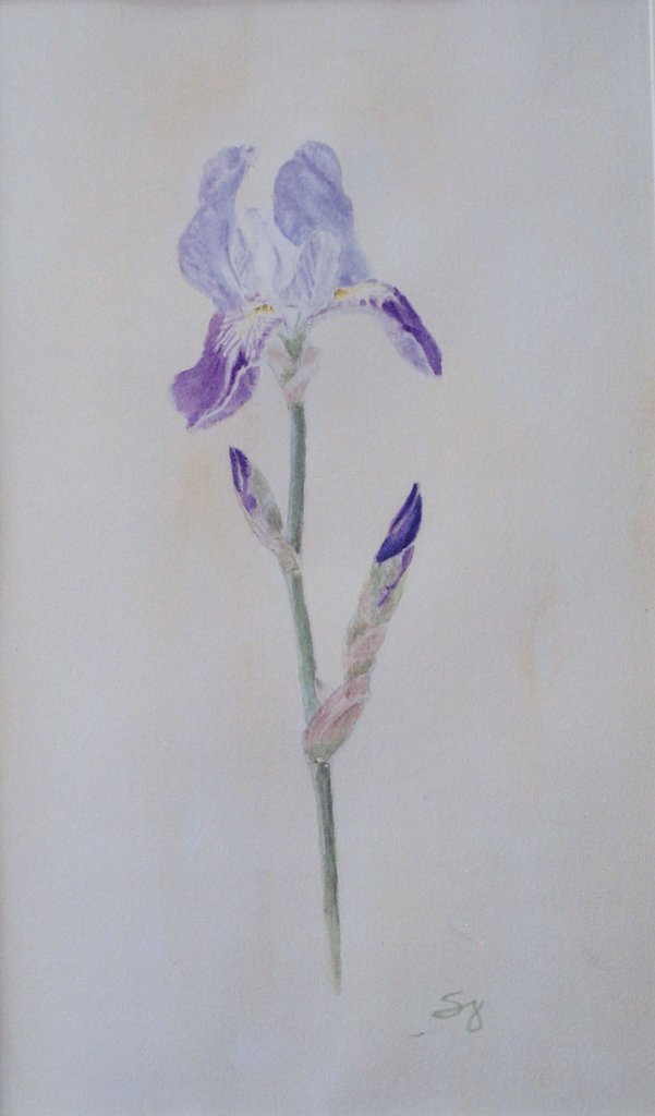 601x1024 purple iris painting watercolor painting flower painting - Purple Iris Drawing