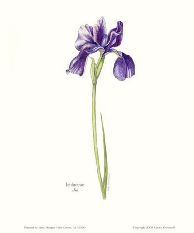 396x475 purple iris flower iris - Purple Iris Drawing