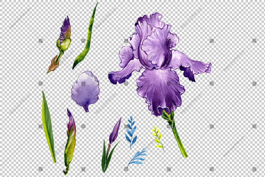 1024x683 purple iris png watercolor flowers watercolorpng - Purple Iris Drawing