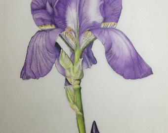 340x270 purple iris drawing etsy - Purple Iris Drawing