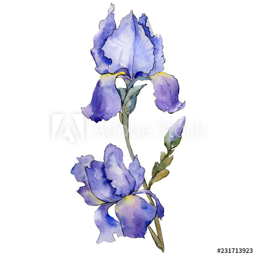 500x500 purple iris floral botanical flower watercolour drawing - Purple Iris Drawing