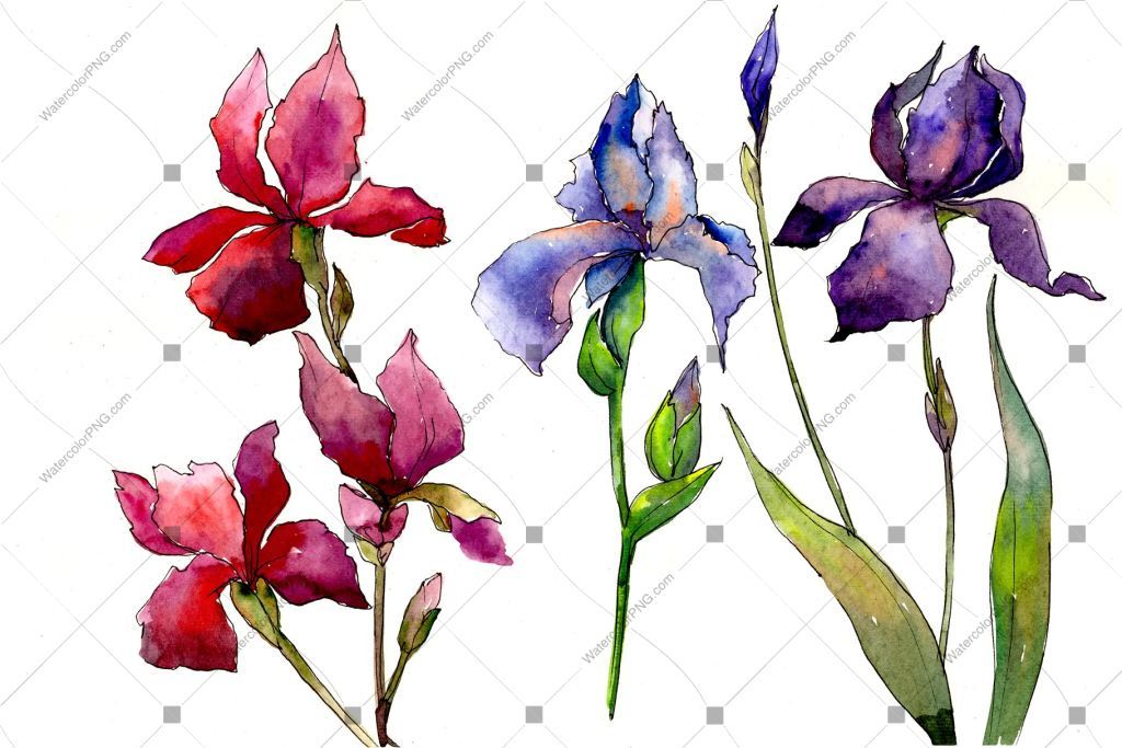 1024x683 Red And Purple Irises Flowers Watercolor Png Watercolorpng - Purple Iris Drawing
