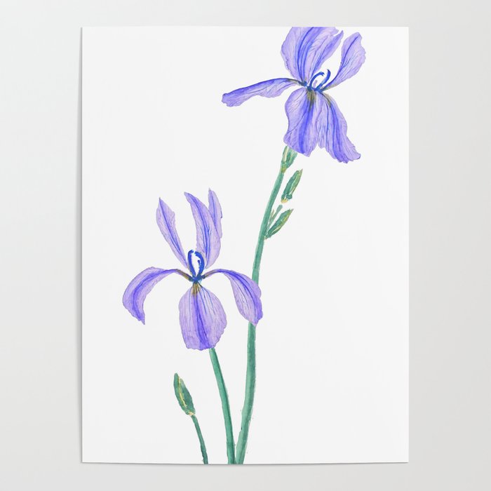 700x700 elegant purple iris poster - Purple Iris Drawing