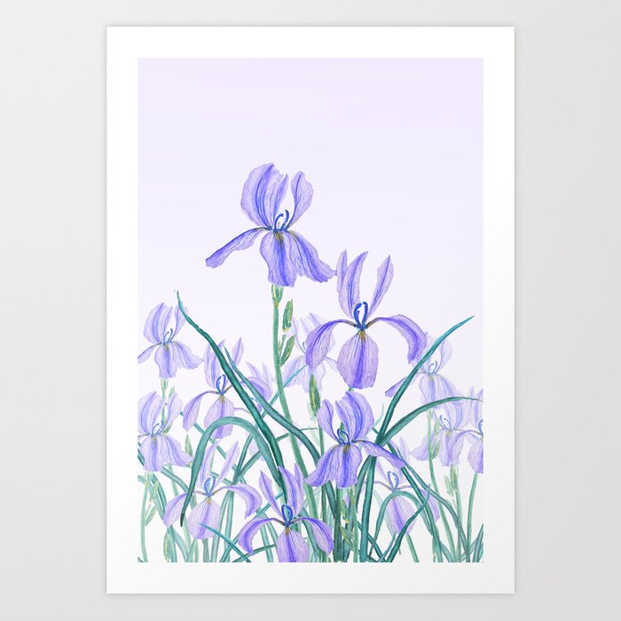 700x700 purple iris watercolor art print - Purple Iris Drawing