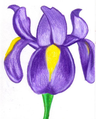 321x400 shells daily drawing dd prompt - Purple Iris Drawing