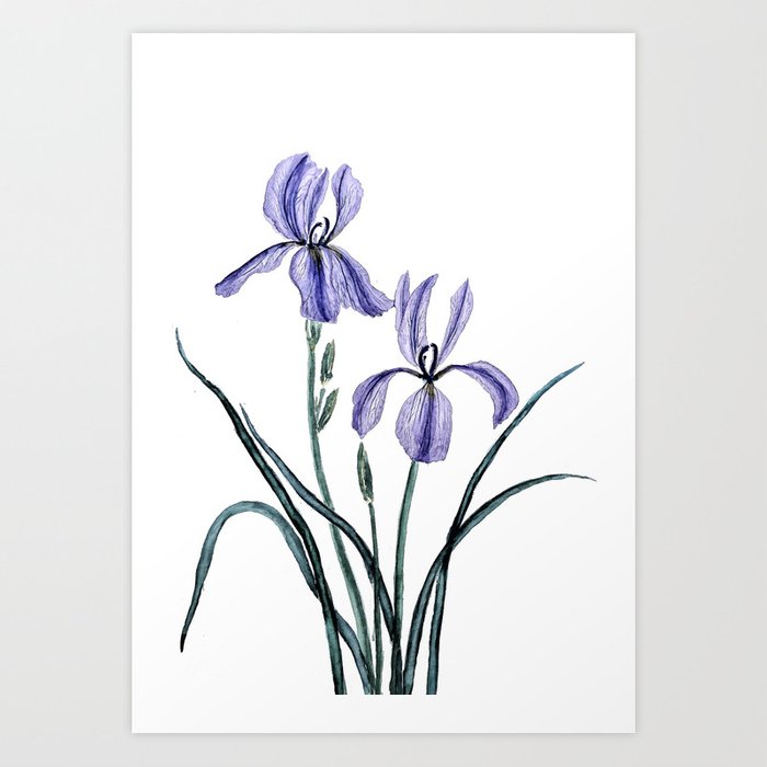 Purple Iris Drawing at PaintingValley.com | Explore collection of ...