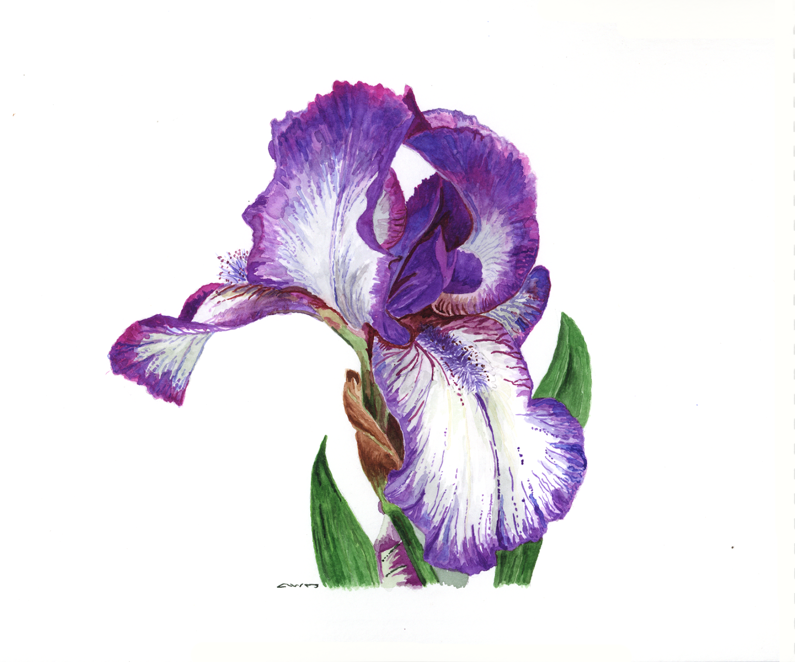 Purple Iris Drawing at Explore collection of