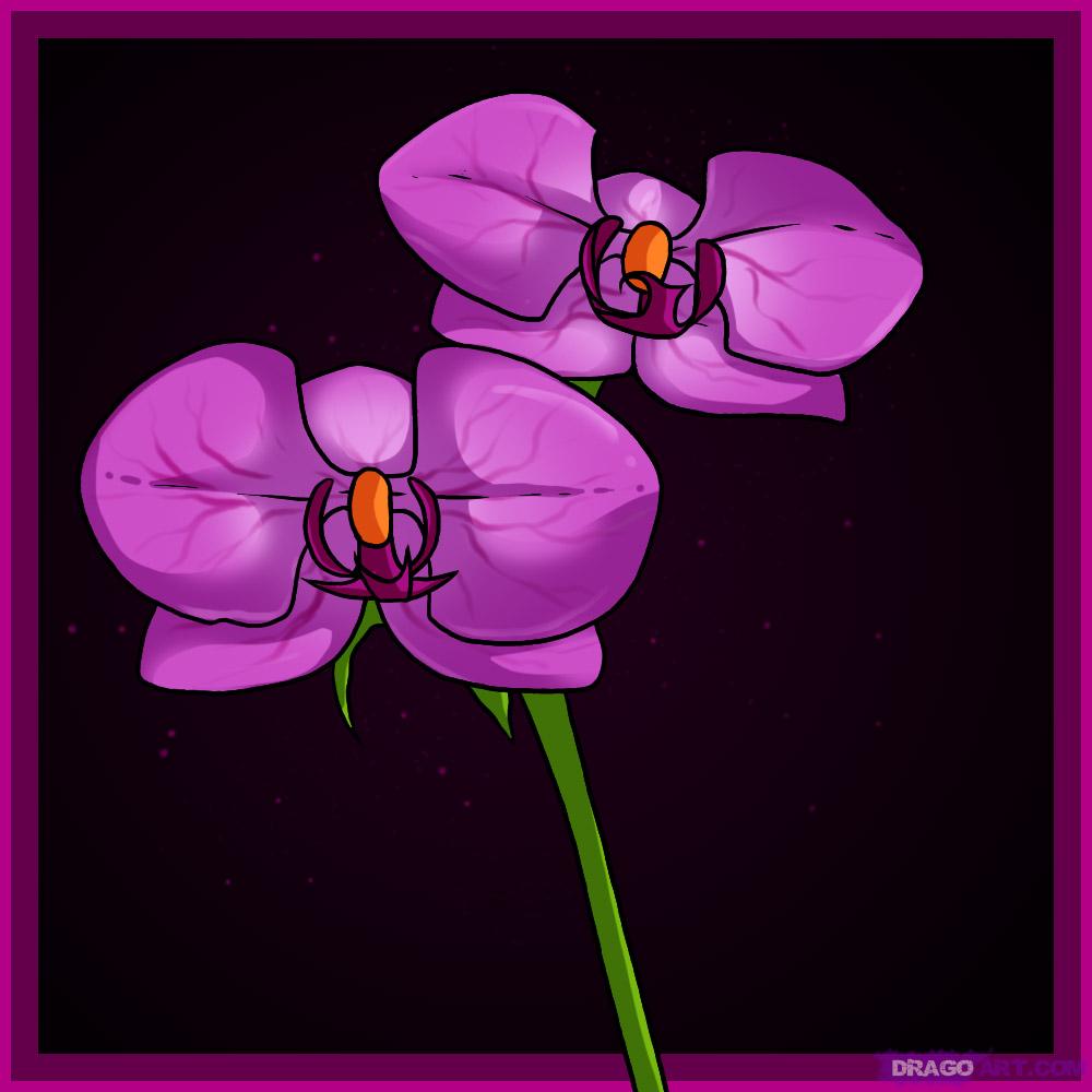 Purple Orchid Drawing at Explore collection of