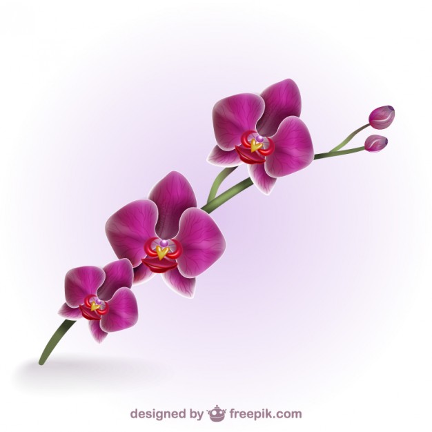 626x626 Orchid Vectors, Photos And Free Download - Purple Orchid Drawing