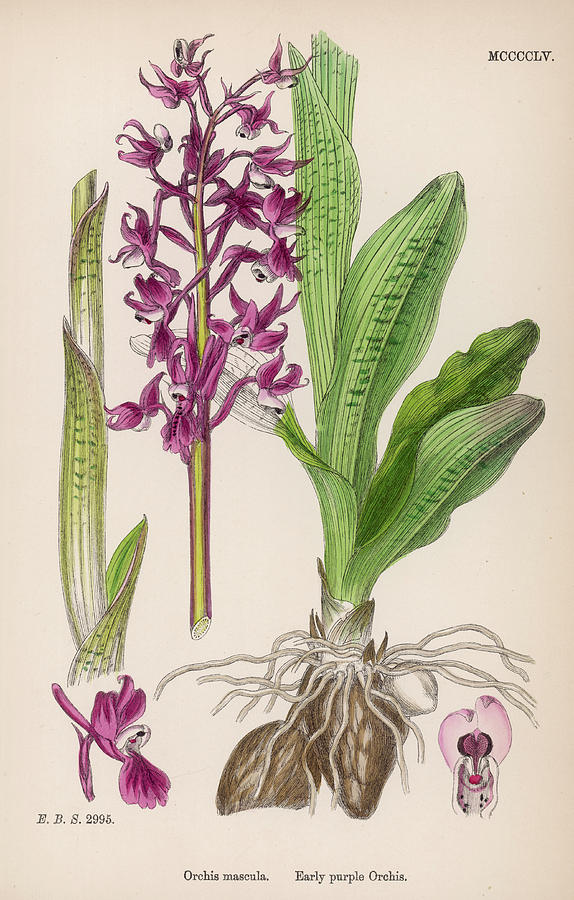 574x900 Orchis Mascula Or Early Purple Orchid Drawing - Purple Orchid Drawing