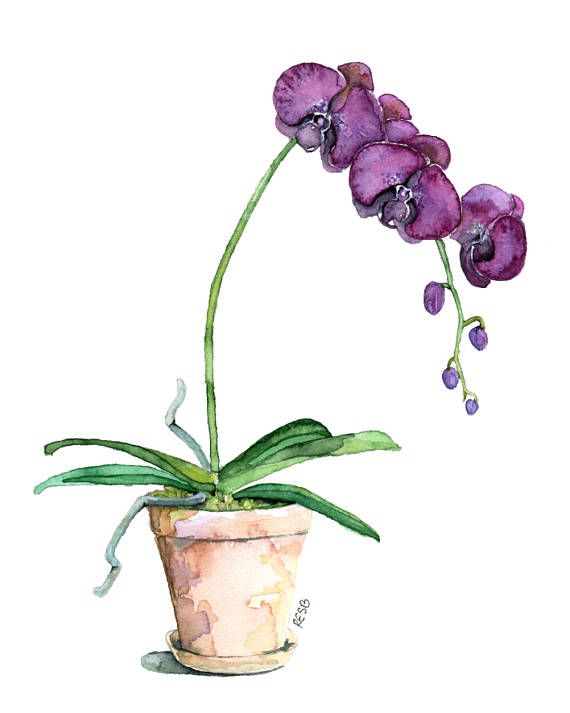 570x713 potted orchid painting print titled purple flowers all purples - Purple Orchid Drawing