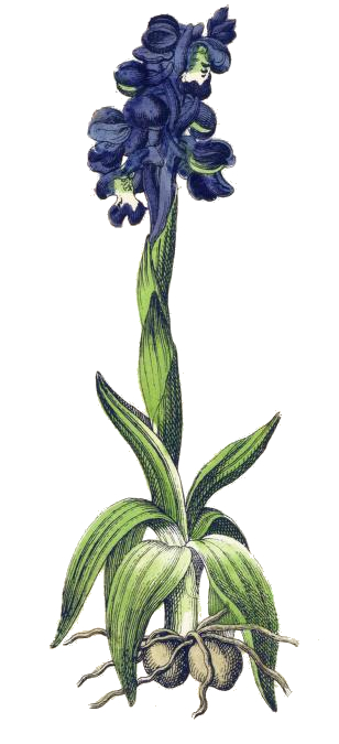 308x675 Purple Orchid Plant Drawing - Purple Orchid Drawing