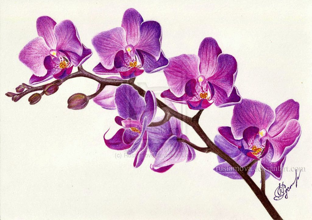 1024x720 purple orchid related keywords suggestions - Purple Orchid Drawing