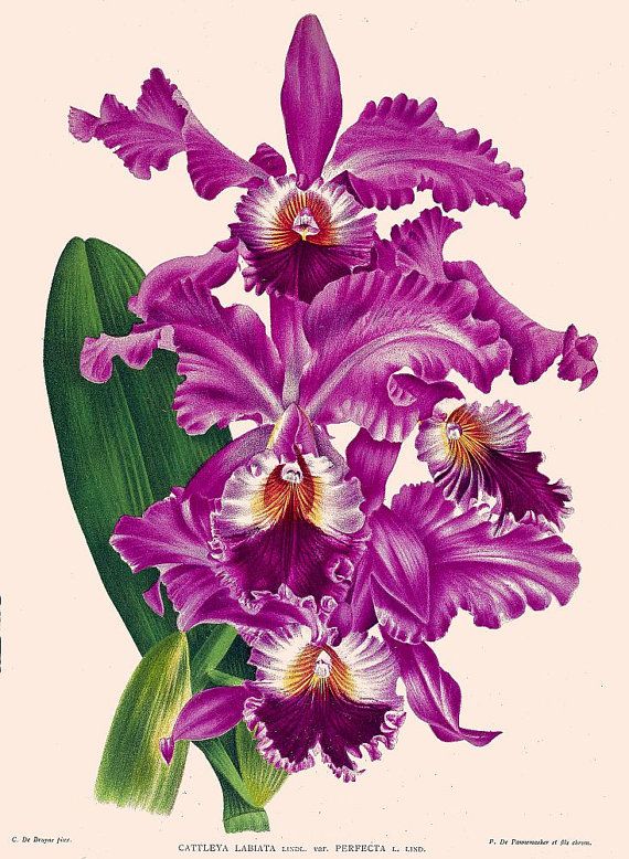 570x778 Antique French Botanical Print Purple Orchid - Purple Orchid Drawing