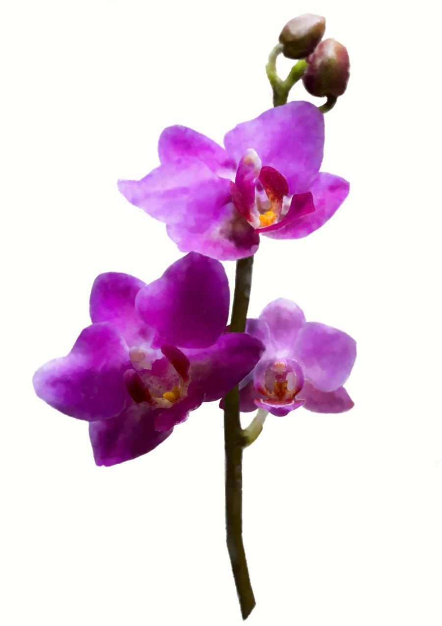 900x1273 Knumathise Purple Orchid Drawing Images - Purple Orchid Drawing