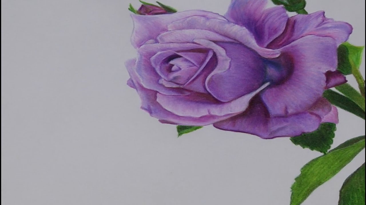 1280x720 drawing a purple rose haji draws - Purple Rose Drawing