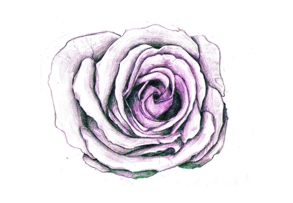 1000x694 Framed Print - Purple Rose Drawing