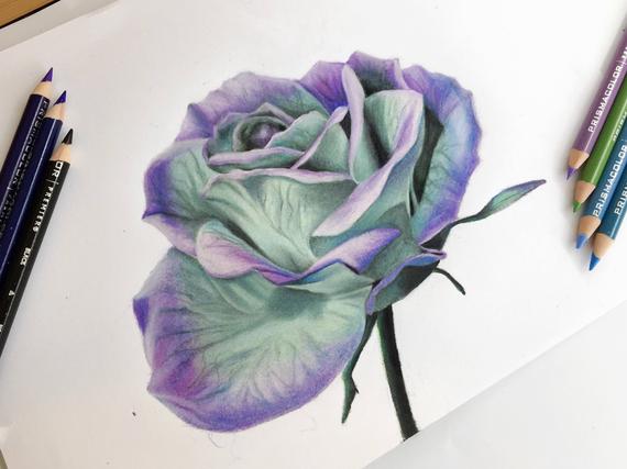 Purple Rose Drawing at PaintingValley.com | Explore collection of ...