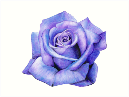 549x413 Purple Rose Drawing Art Prints - Purple Rose Drawing