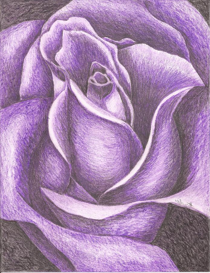 695x900 A Purple Rose Drawing - Purple Rose Drawing