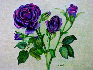 300x225 Purple Rose Drawings Fine Art America - Purple Rose Drawing