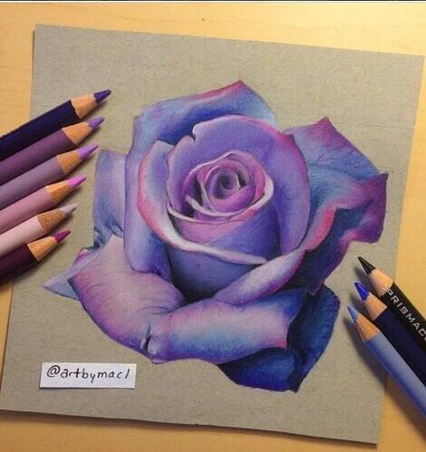 470x499 purple rose colored pencils art art colored pencils art - Purple Rose Drawing
