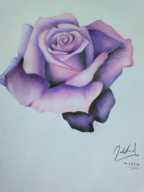 500x667 Purple Rose Shared - Purple Rose Drawing