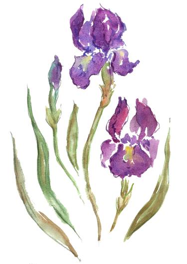 375x530 Watercolor Drawing Of Purple Iris Drawing - Purple Rose Drawing