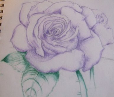 386x328 bbc - Purple Rose Drawing