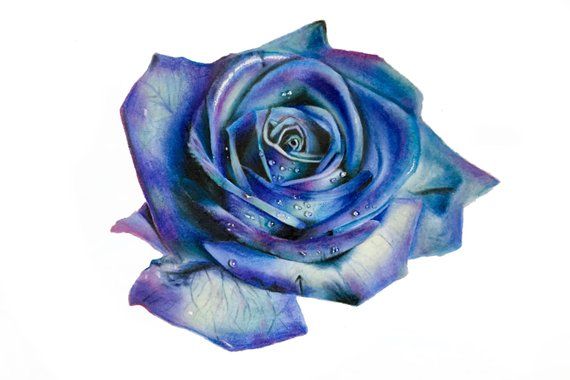 570x380 Blue Green And Purple Rose Drawing Print - Purple Rose Drawing